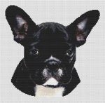 Black & White French Bulldog (image for) Black & White French Bulldog